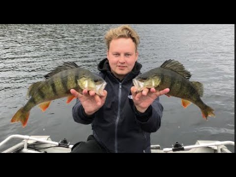 AHVENEN JIGAUS // ISOIN +1,4KG!! //