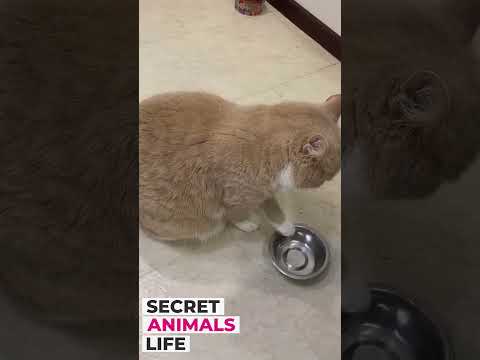 hungry cat demands food and knocks on a plate #animals #cat #funny