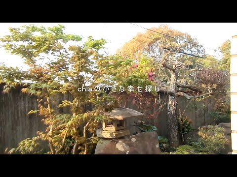 庭のイロハモミジは、派手な色をした気取らない木です！  庭園