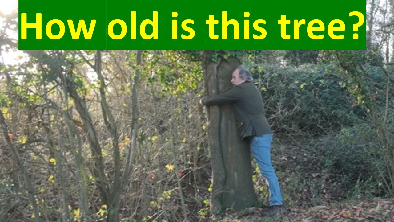 Estimating tree ages without equipment