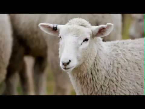 , title : 'Nathan Scott membahas manfaat penggunaan identifikasi elektronik untuk domba'