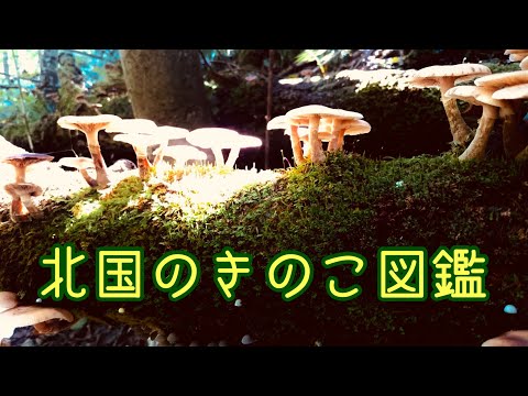  9月のキノコはどれ？今月採れる食用で認識しやすい種 8 種  庭園