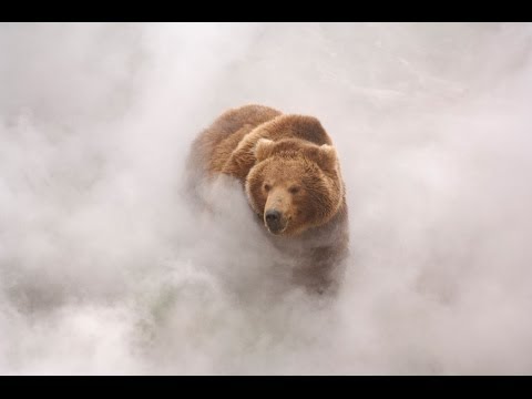 Terre des Ours - Bande Annonce VF