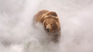 Terre des ours Film Trailer