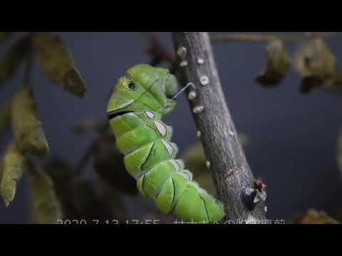 地中に生息する幼虫と蛹 コガネガチョウ ガガンボ 蚊