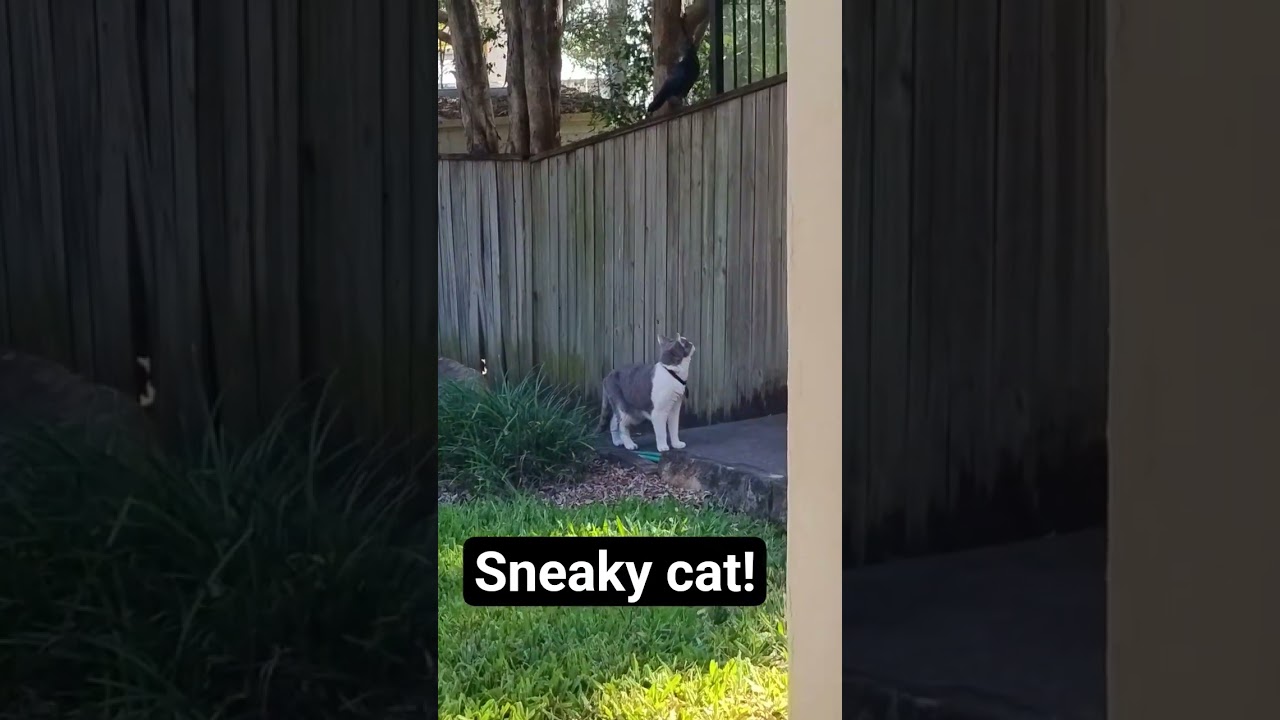 sneaky #cat