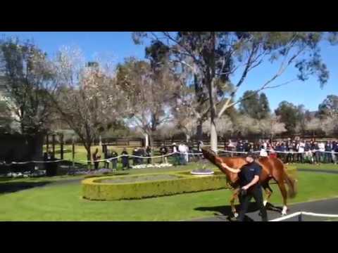 Choisir at Coolmore Stallion Parade
