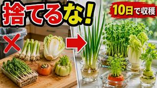毎月1万円節約できるキッチンゴミ再生野菜ランキング10選 ―食費0円どころか栄養2倍 ― 知らないと一生損します 【再生栽培】【 節約術 】【ベランダ菜園 】
