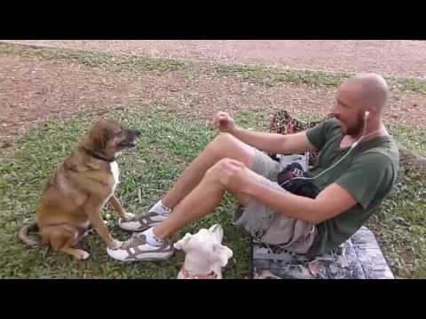 Perro instrutor de gimnasia.