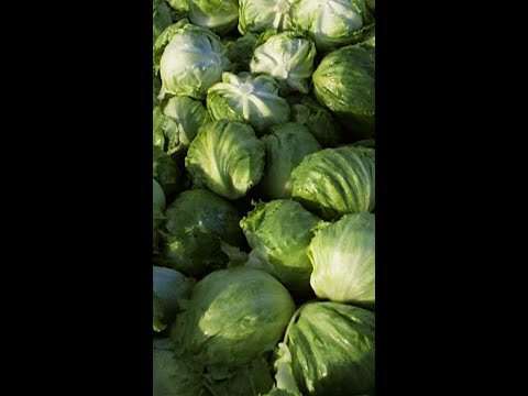 Michigan confirms two deaths in cyclospora outbreak