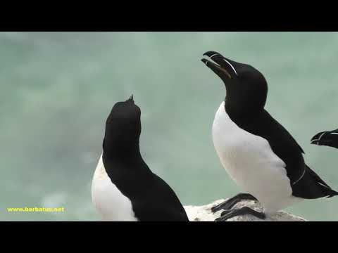 ALCA COMÚN | RAZORBILL | Alca torda