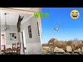 Funny Cats And Dogs Wee Compilation On TIK TOK Try Not To Laugh Chris Pets