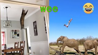 Funny cats and dogs &quot;wee&quot; compilation on TIK TOK - Try Not To Laugh 🤣 | Chris Pets