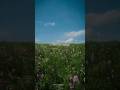 Mansoob Song Kaifi Khalil Aesthetic Status Slowed Reverb Song Shorts Mansoob