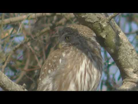 Cotorra y cardenilla Esperanza Santa Fe Argentina 2025