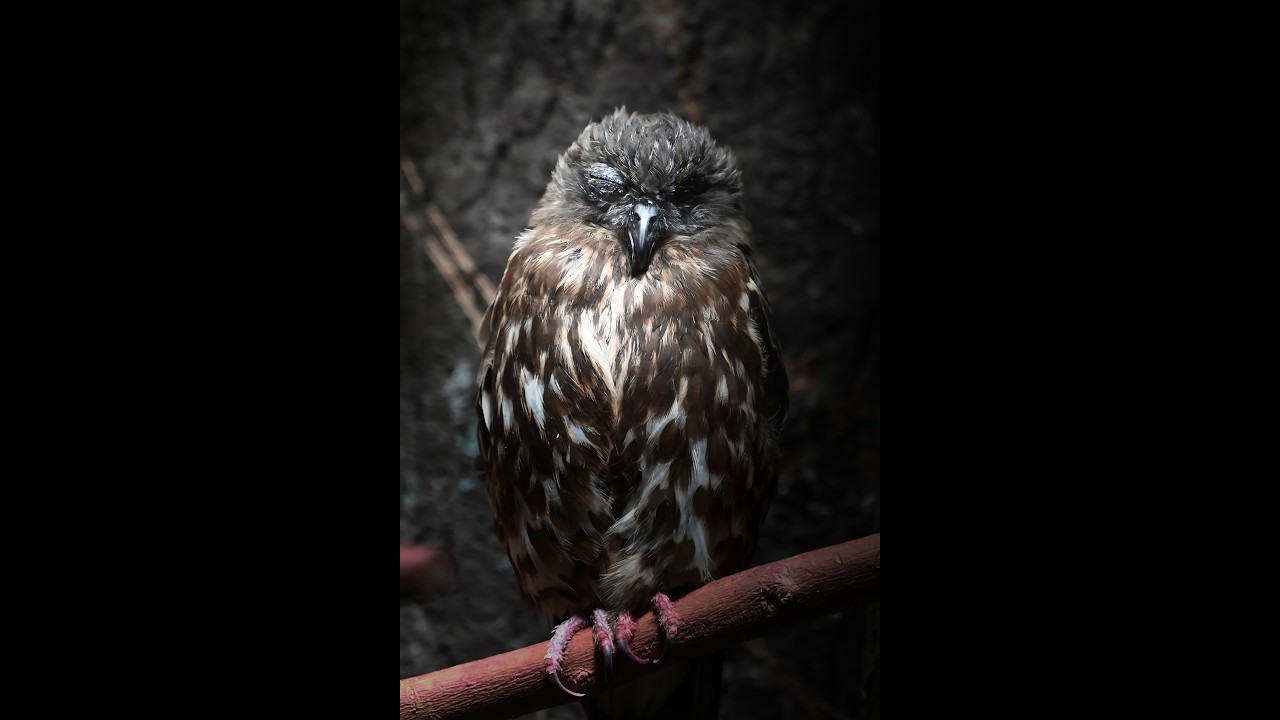 【クラロワ】世界ランカー目指してマルチ
