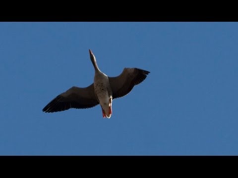 The Shooting Show - goose shooting extravaganza and the Bergara BX11