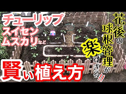 秋のクロッカス: 小さな球根の花は実際どのくらい有毒ですか? 植物