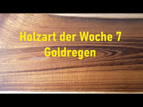 Holzart der Woche 7 – GOLDREGEN und was ist VERTHYLLUNG und RINGPORIGKEIT?