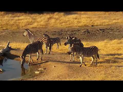 Djuma: Zebras - 15:56 - 07/16/19