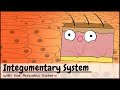 Integumentary System
