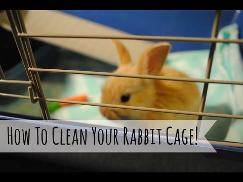 How To Clean Your Rabbit Cage!