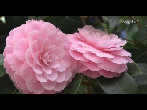 Wo in Sachsen im März die Kamelien blühen | MDR Garten