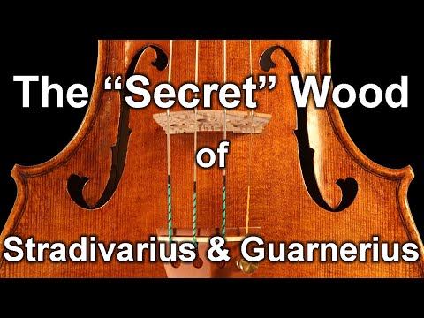 Stradivarius and Guarnerius Violins: The "Lost" Trees