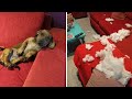 Naughty Pup Destroys Pillow Scatters Feathers Around The Room Shorts