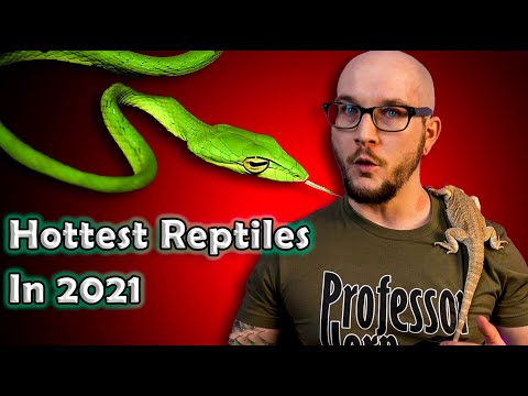 Top 5 NEWLY Popular Reptiles In 2021
