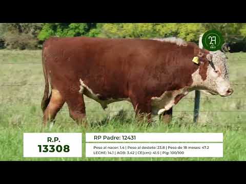 RP 13308 TORO HEREFORD