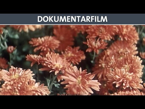 Verliebt in Stauden - Doku (ganzer Film auf Deutsch) - DEFA