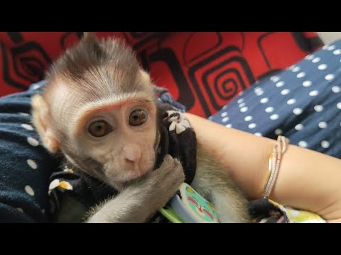 Princess Maya Confused What to Do - Black Macaque