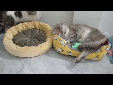 You Laugh You Lose🥎🍇Funniest Dogs and Cats 2025🎏🙍‍♂️