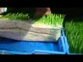 Govind Dairy Hydroponic Fodder Production Low Cost Technique