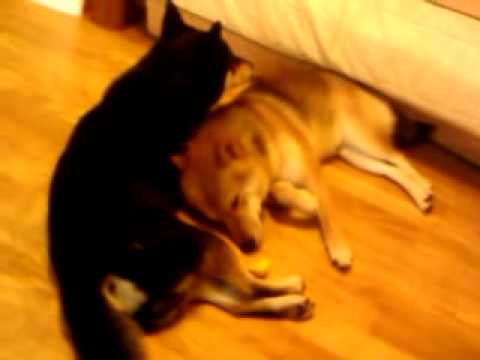 誰說公柴不能很恩愛(原發表者:歐歐&YOYO麻)(影片)