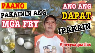 PAANO PAKAININ ANG MGA FRY | ANO ANG DAPAT IPAKAIN SA MGA FRY