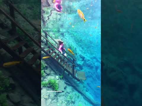 Cantik Tapi Mencurigakan: Rahasia Dibalik Jernihnya Air Lagoa Misteriosa Mato Grosso do Sul.