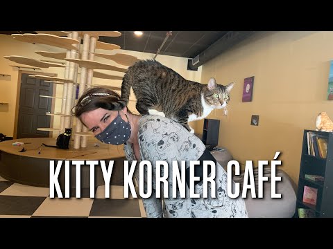 Kitty Korner Café in Barre Finds Furever Homes for Felines ​[Stuck in Vermont 635]