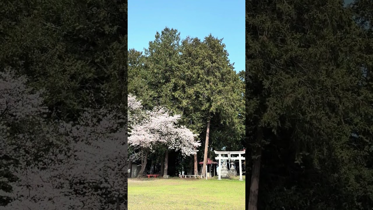 I love Spring and the Beautiful Sakura 🇯🇵 #shorts #spring #sakura