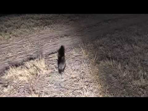 Djuma: Lone Honey Badger - 22:10 - 07/28/18