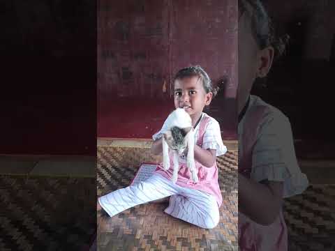 Playing With Cat 🐈‍⬛😺😻