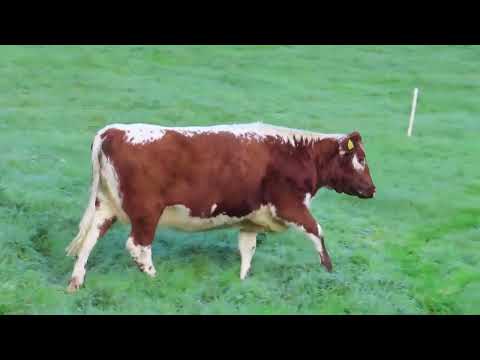 Pedigree Irish Moiled cows - Image 2