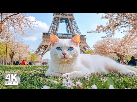 No More Stressed Cats With This Soothing CAT MUSIC 🎼 Relax Your Cat! Music For Cat With Anxiety
