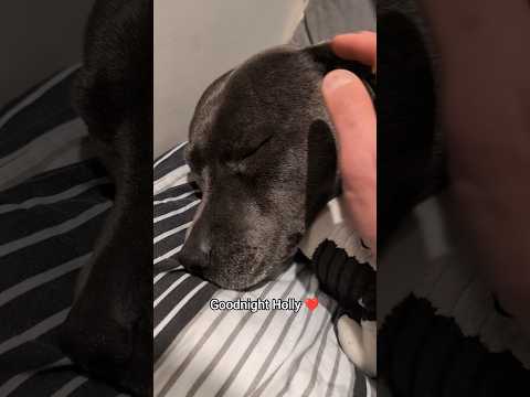 My Staffy's Bedtime Routine 😴🐾🥰