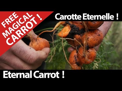 Eat a Free Magical Carrot ! Health for You ! Video