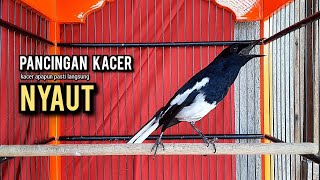 Download lagu kacer gacor NGEPLONG tarung ini paling ampuh buat PANCINGAN KACER agar EMOSI NYAUT mp3