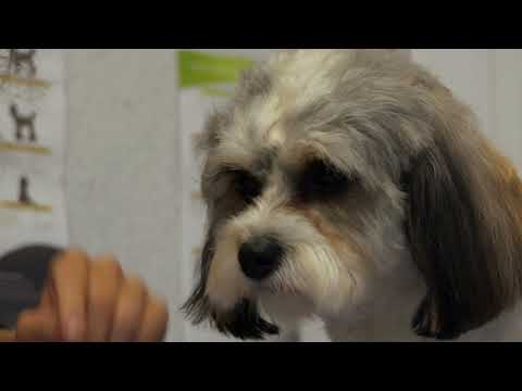 Welcome to Bark Club