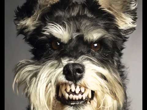 Racionais - Estilo Cachorro