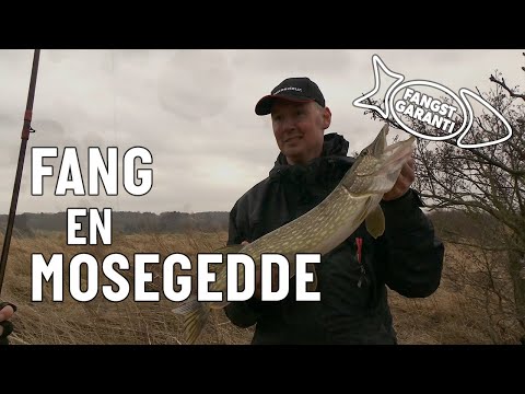 Geddefiskeri med agnfisk og flue